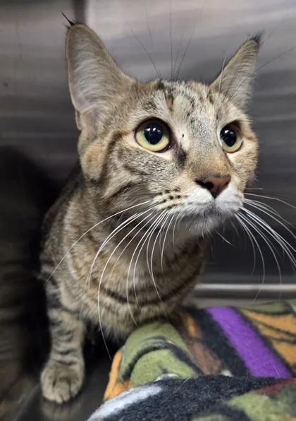 An adult medium-sized female Domestic Short Hair cat named Stormy for adoption in Westland, MI
