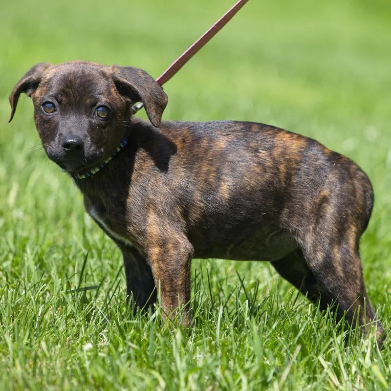 A baby medium-sized female Brown / Chocolate Labrador Retriever dog named Candy for adoption in South Elgin, IL