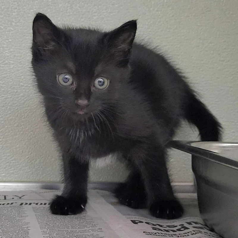A baby small-sized female Black Domestic Short Hair cat named Olivia for adoption in Chattanooga, TN