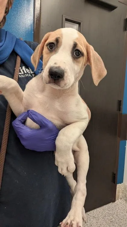 A baby medium-sized male Mixed Breed dog named Kidney Bean for adoption in Atlanta, GA