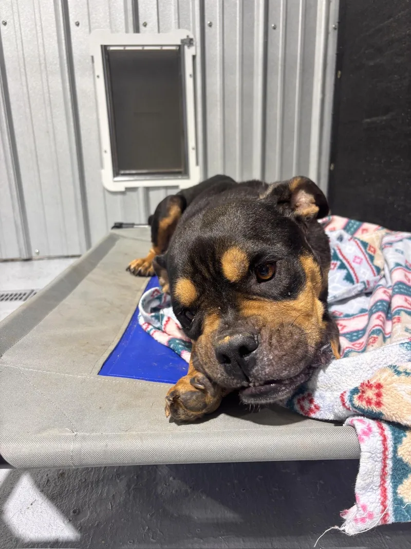 A young medium-sized male Bicolor Rottweiler dog named Tank for adoption in Ruston, LA