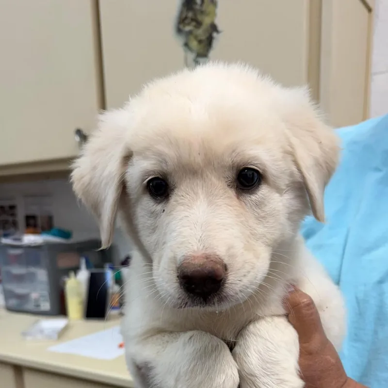A baby small-sized female White / Cream Great Pyrenees dog named Snowy for adoption in Ardmore, OK