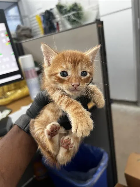 A baby medium-sized female Domestic Medium Hair cat named Sprout for adoption in Dallas, TX