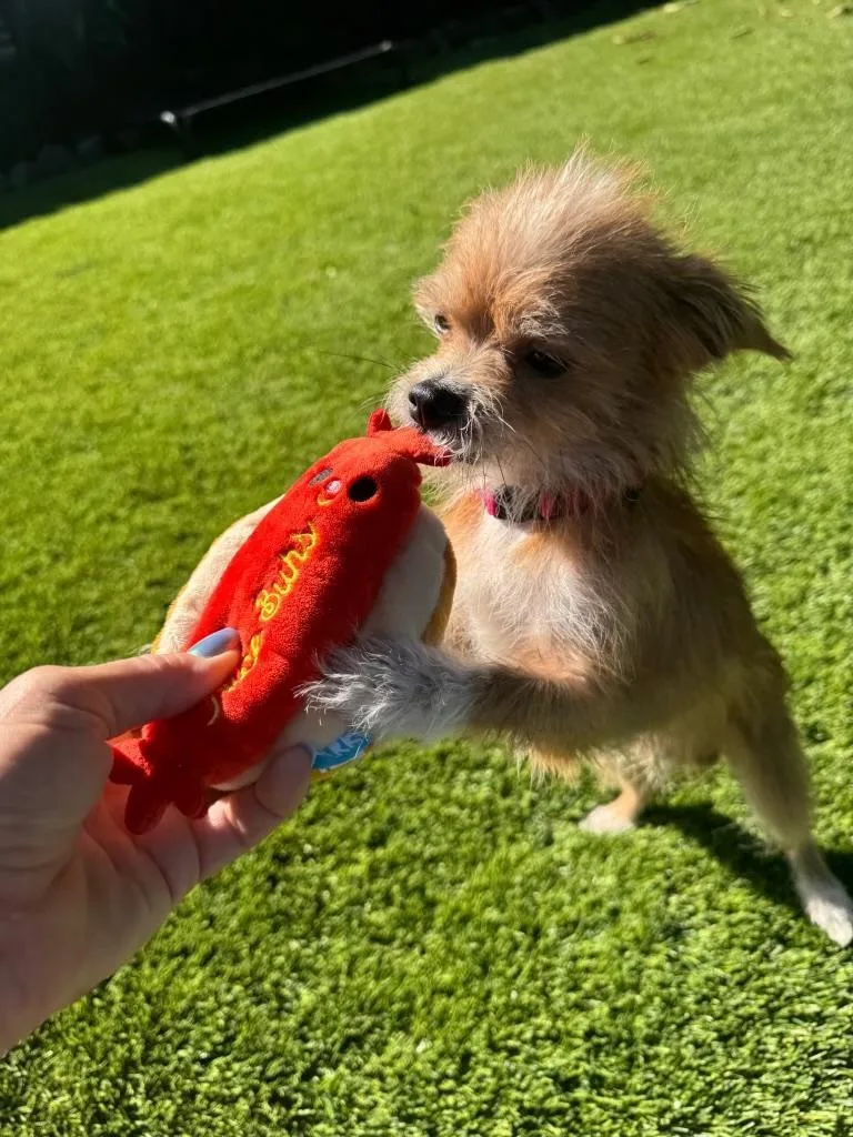 A young small-sized male Norwich Terrier dog named Tater for adoption in Amity, OR