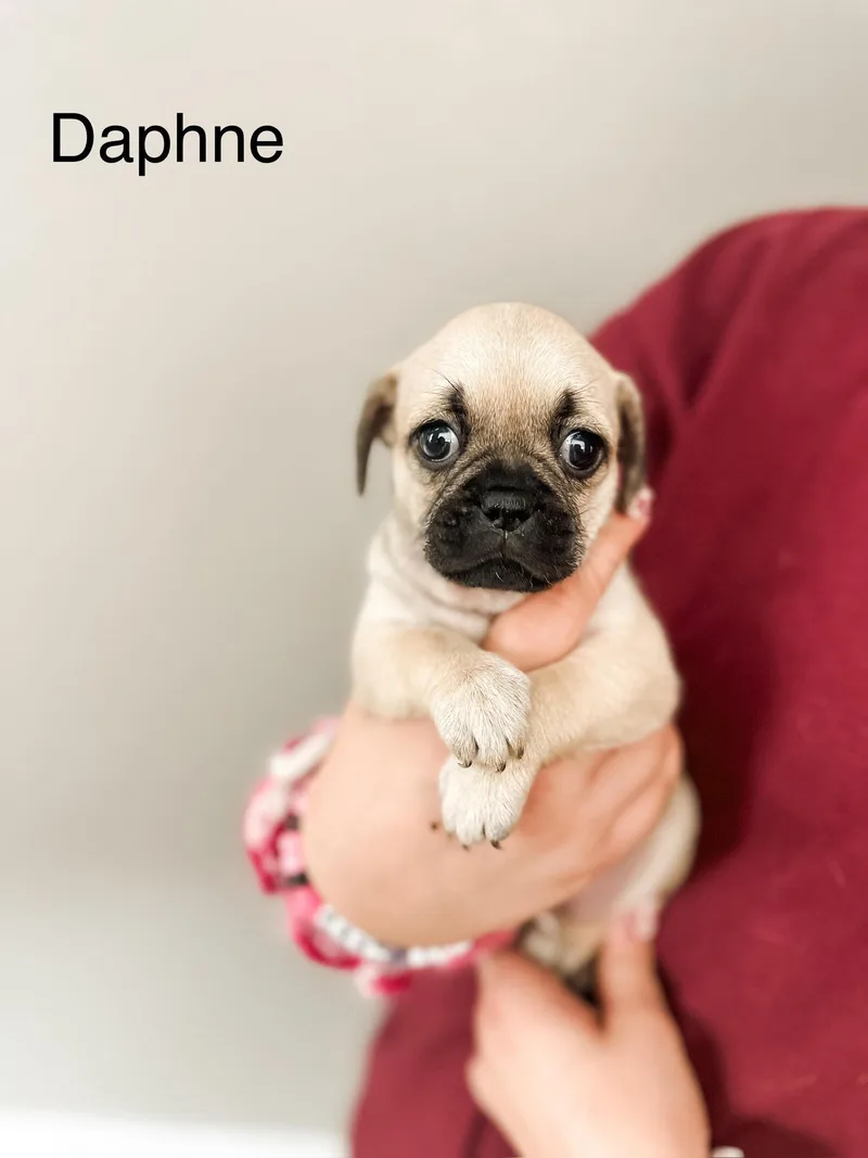 A baby small-sized female Yellow / Tan / Blond / Fawn Pug dog named Daphne and Sprout for adoption in Las Vegas, NV