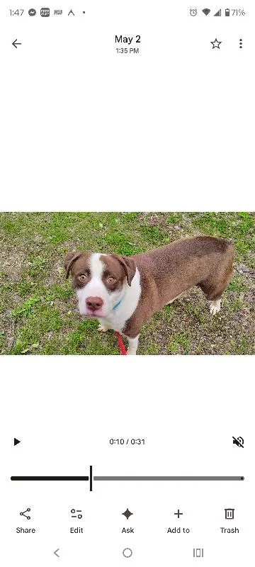 An adult large-sized male Brown / Chocolate Mixed Breed dog named Rascal for adoption in Osseo, MI