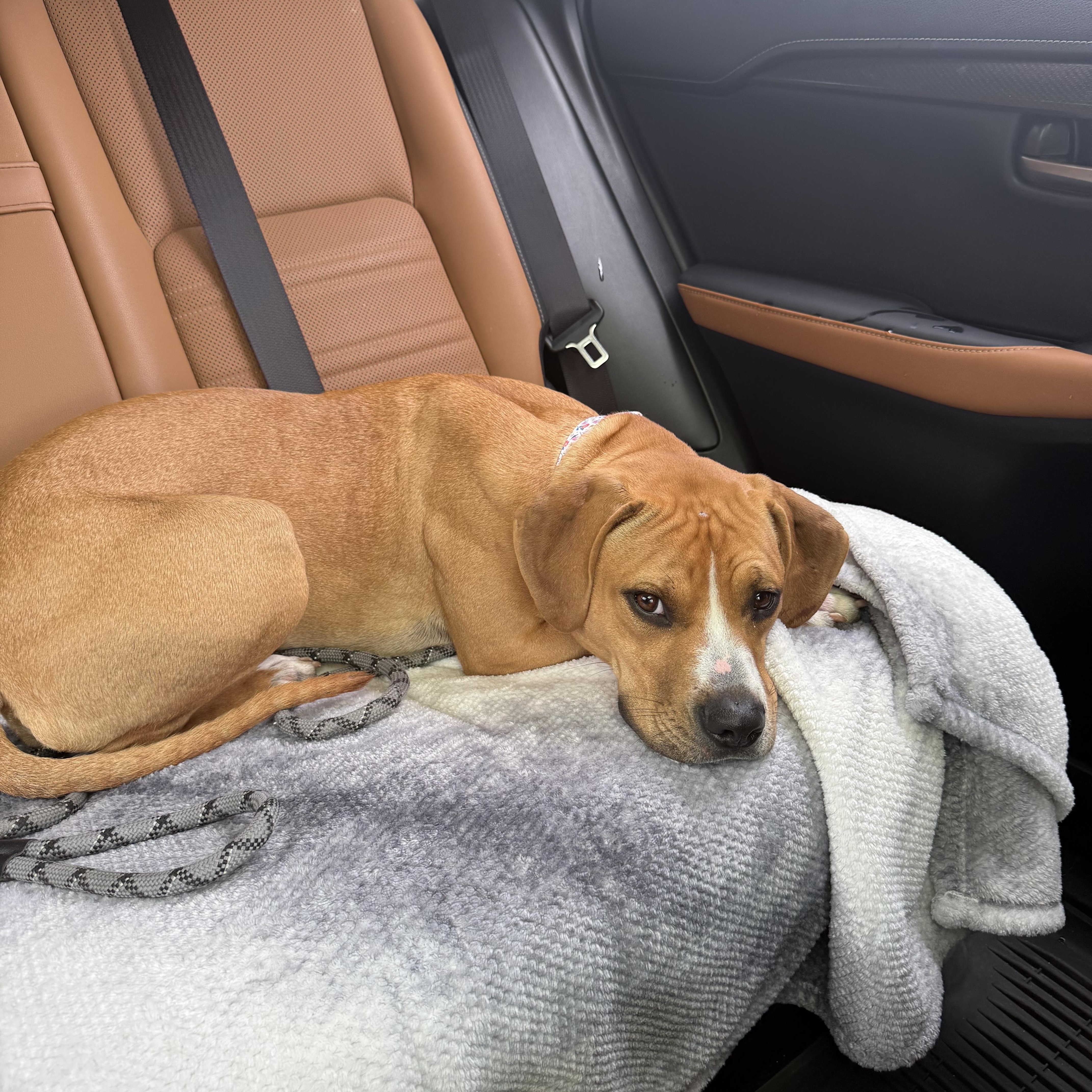 A baby medium-sized female Beagle dog named Harleigh for adoption in Cincinnati, OH