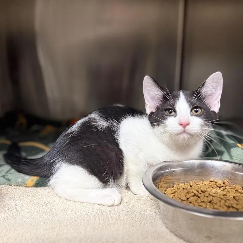 A baby small-sized male Black Domestic Short Hair cat named Beetle for adoption in Caryville, TN
