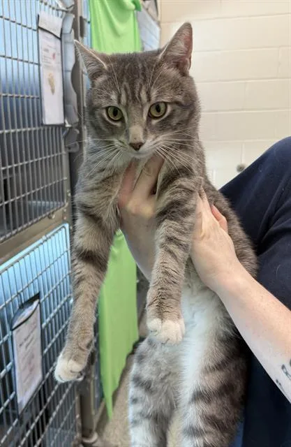 A young medium-sized male Domestic Short Hair cat named Timothy for adoption in Boston, MA