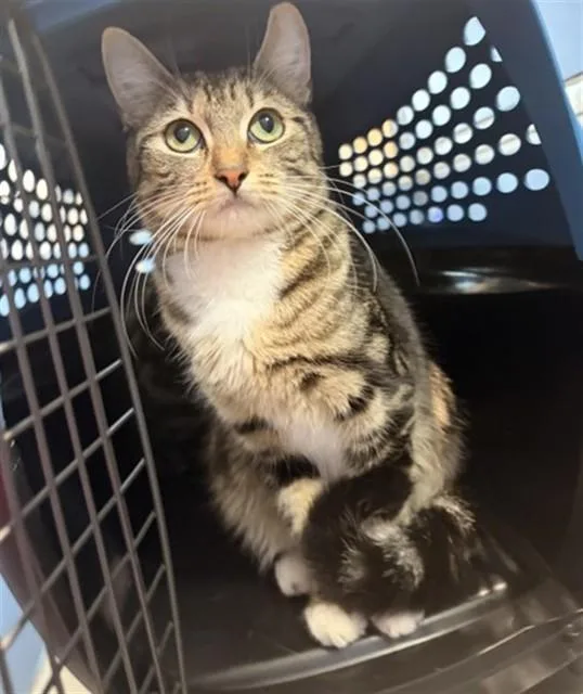 A young small-sized female Domestic Short Hair cat named Charlotte for adoption in San Bernardino, CA
