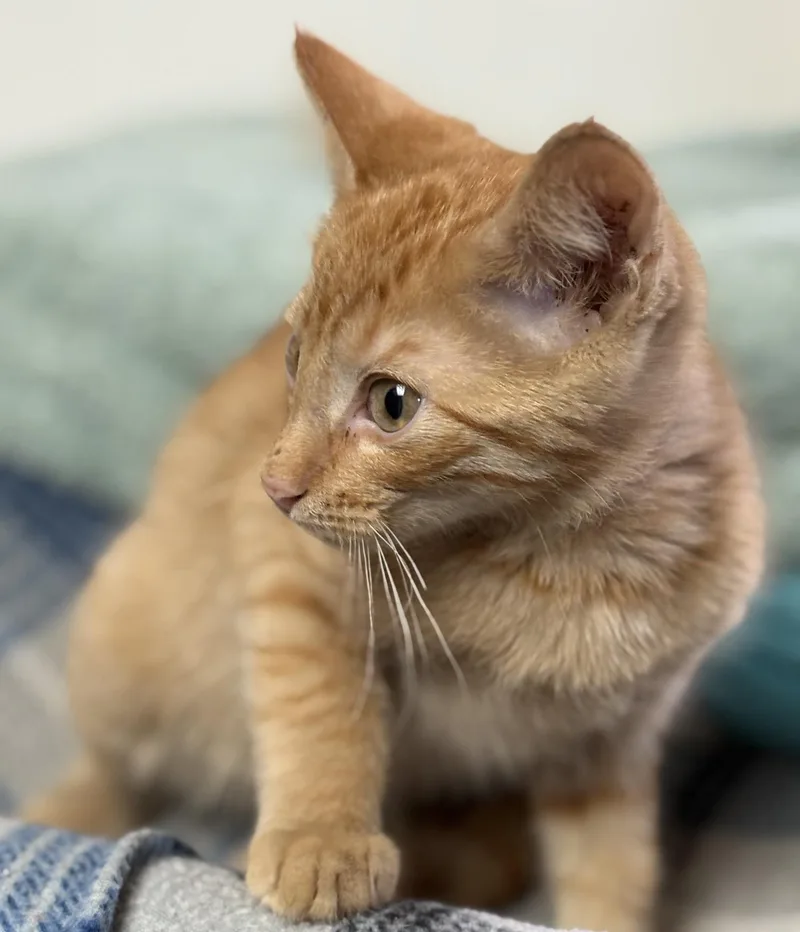 A young medium-sized male Tabby (Orange / Red) Tabby cat named Sweet Tater for adoption in Porter, TX