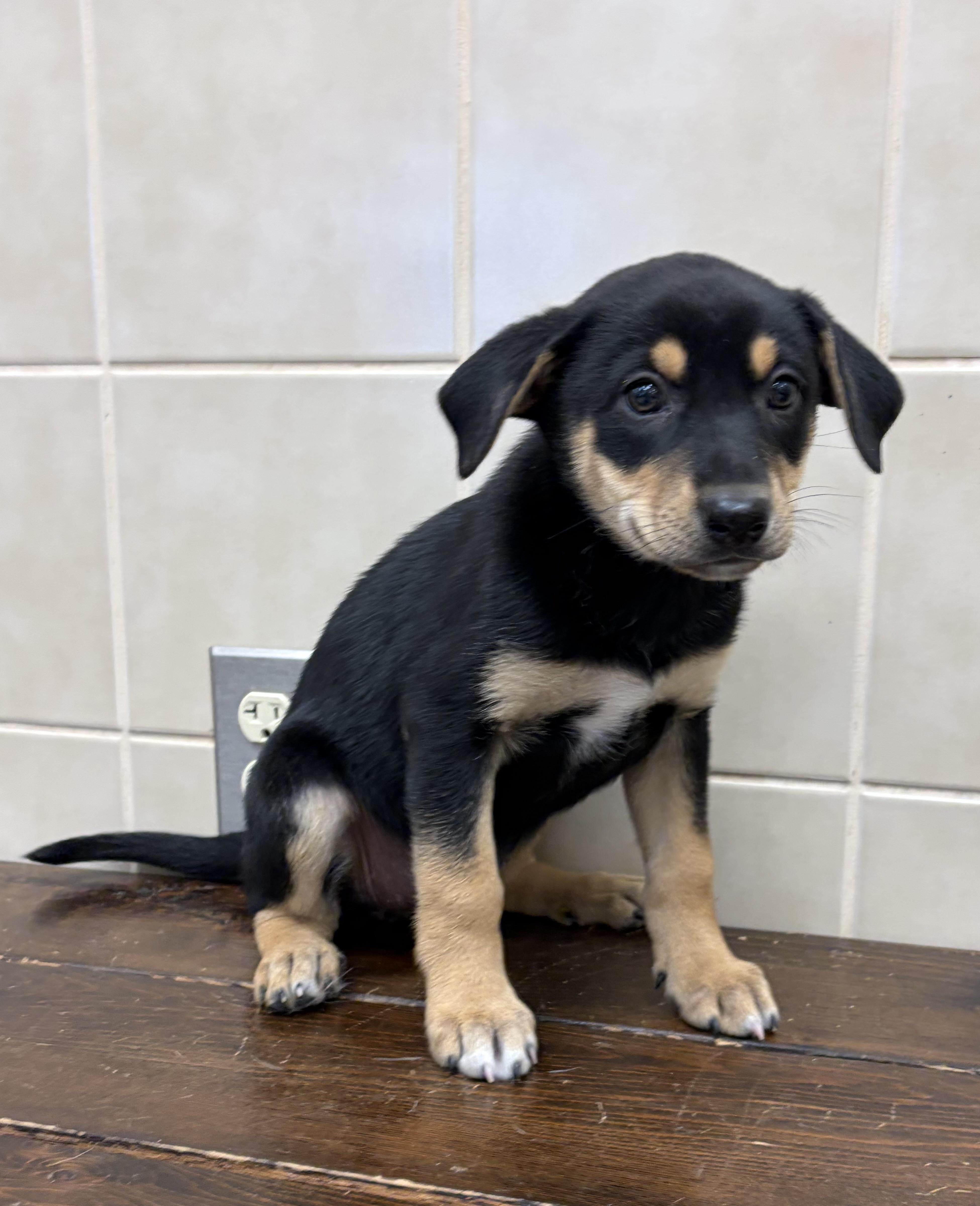 A baby large-sized female Labrador Retriever dog named Kat for adoption in Kerrville, TX