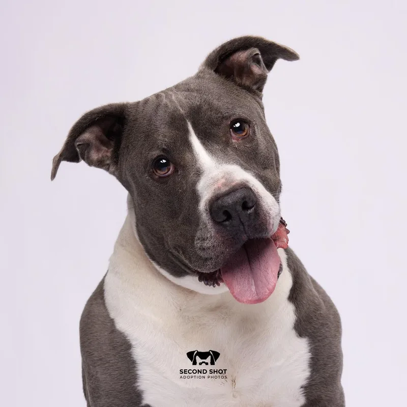 A senior medium-sized female Gray / Blue / Silver Terrier dog named Savannah for adoption in Tampa, FL