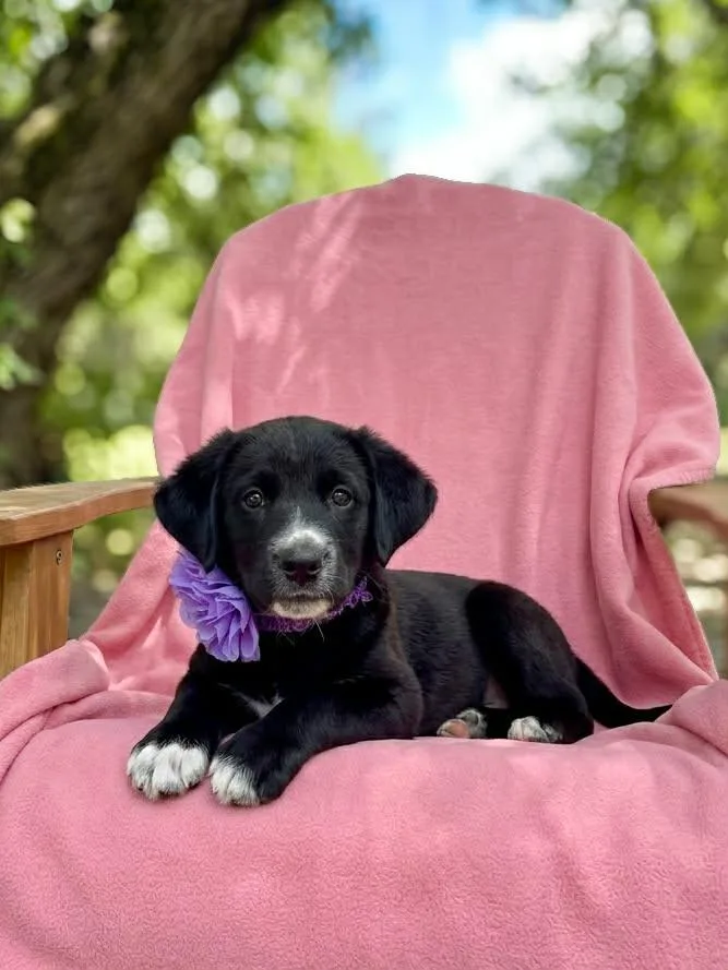 A baby medium-sized female Black Labrador Retriever dog named Shasta for adoption in Anza, CA