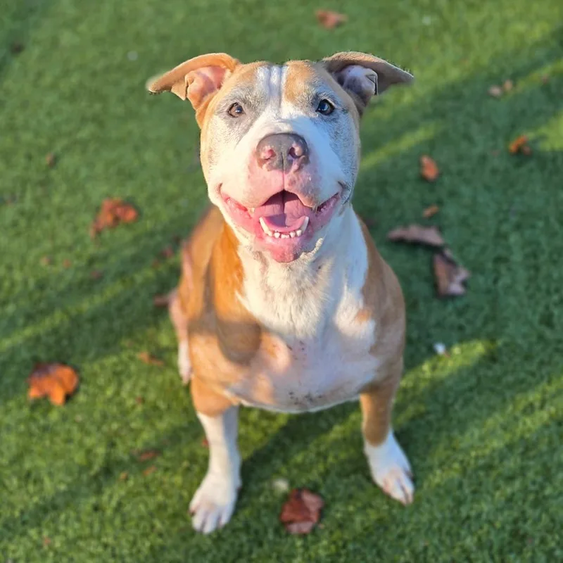 A senior medium-sized female Brown / Chocolate Pit Bull Terrier dog named Luna for adoption in Greensboro, NC