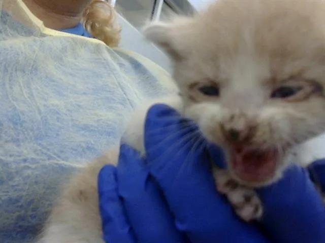 A baby medium-sized male Domestic Medium Hair cat named Bud for adoption in Dallas, TX