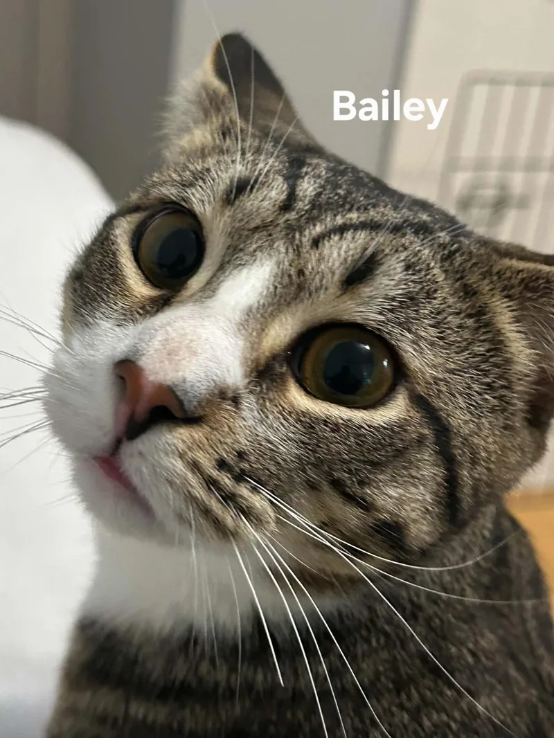 An adult medium-sized male Tabby (Tiger Striped) Domestic Short Hair cat named Bailey for adoption in Chicopee, MA