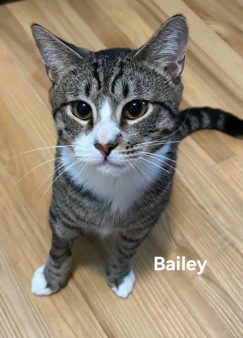 Bailey thumbnail 3