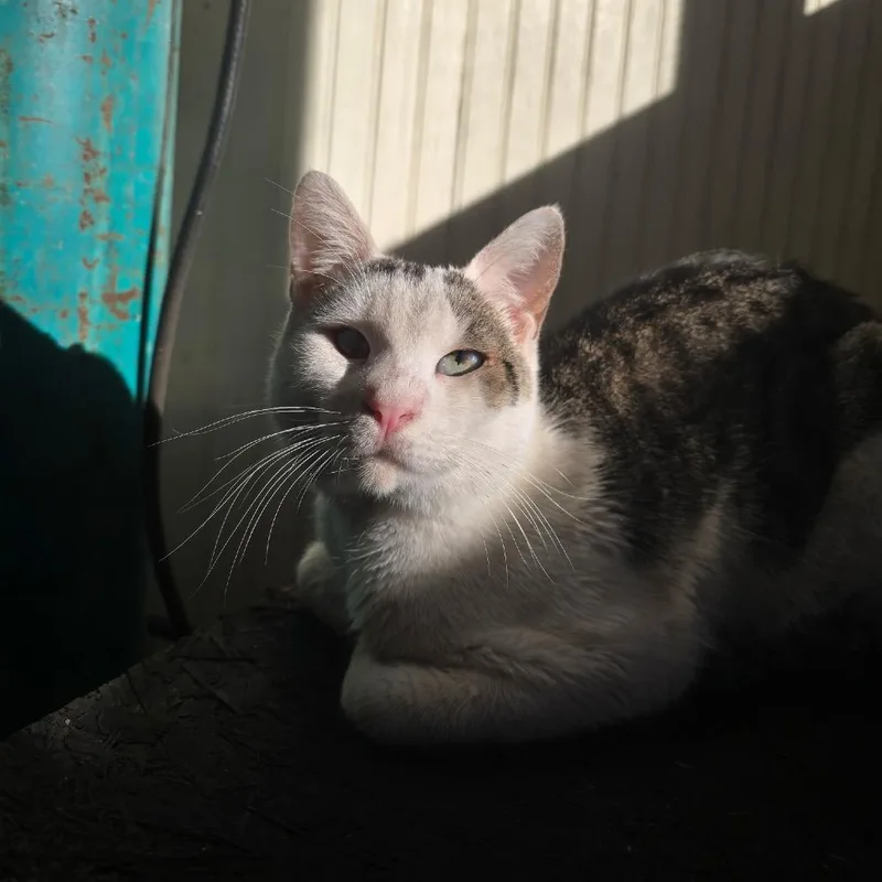 A young small-sized male White Domestic Short Hair cat named Theo Jones for adoption in Tallahassee, FL