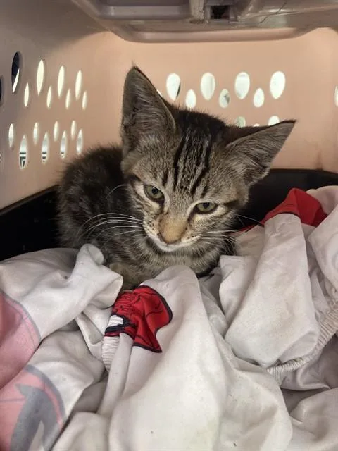 A baby small-sized male Domestic Short Hair cat named Megaton for adoption in Long Beach, CA