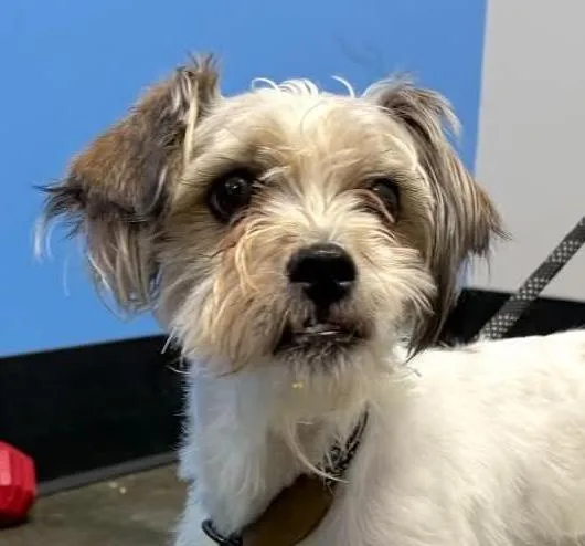 A young small-sized male Shih Tzu dog named Igloo for adoption in Cumming, GA