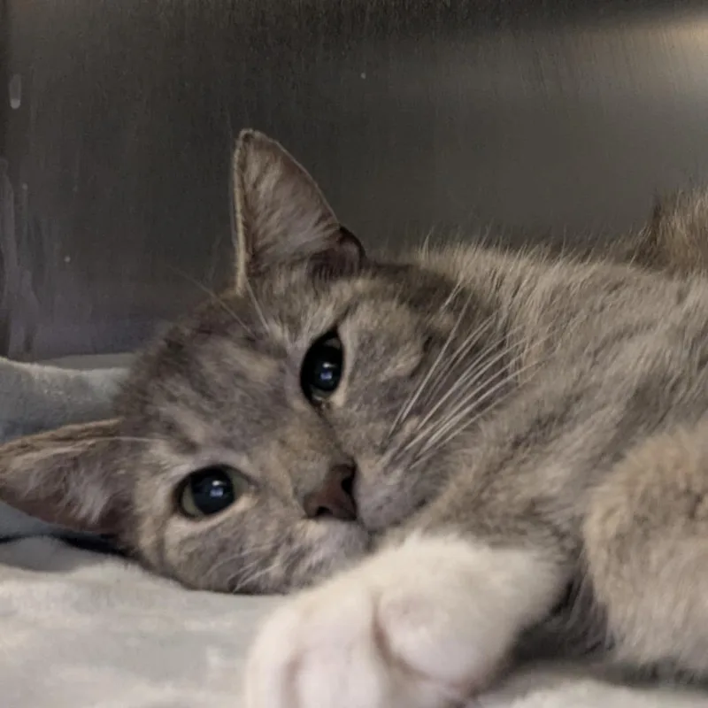 A baby medium-sized female Tabby (Gray / Blue / Silver) Domestic Short Hair cat named Lilac for adoption in Fenton, MI