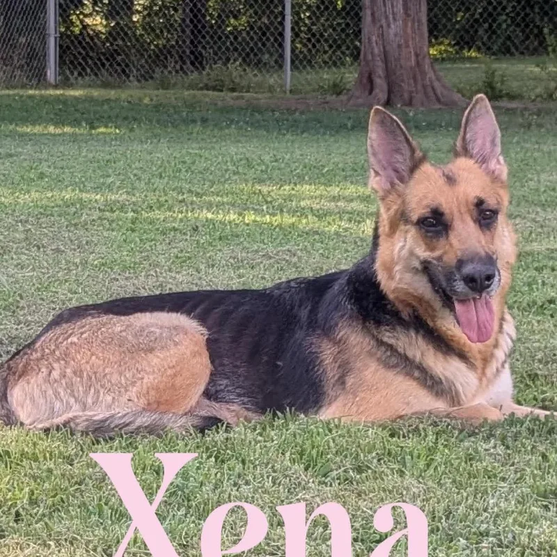 An adult large-sized female Black German Shepherd Dog dog named Zinnia for adoption in Hackett, AR