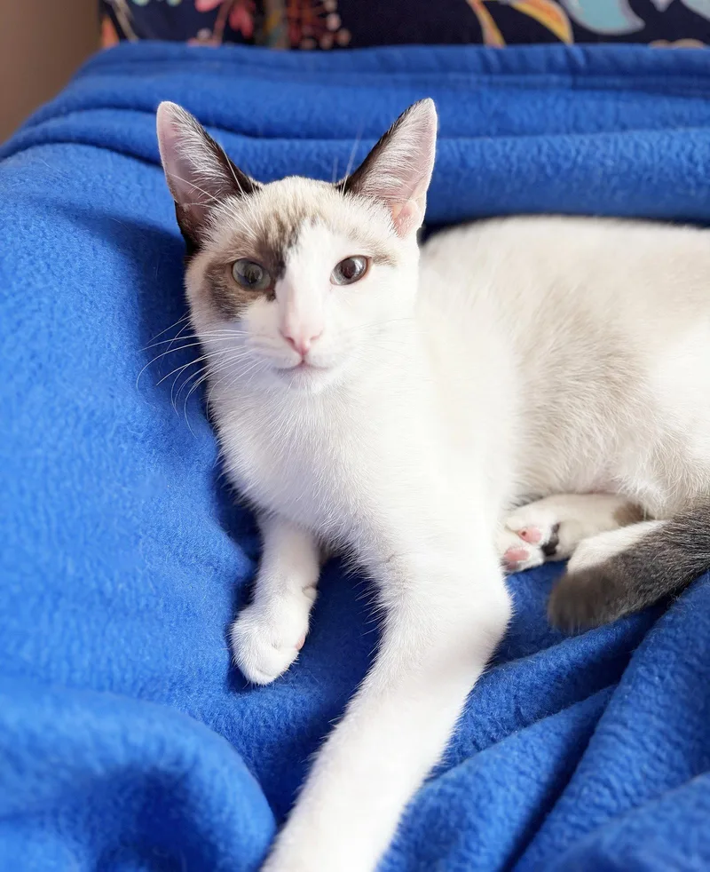 A baby medium-sized female Snowshoe cat named Vera for adoption in Alameda, CA