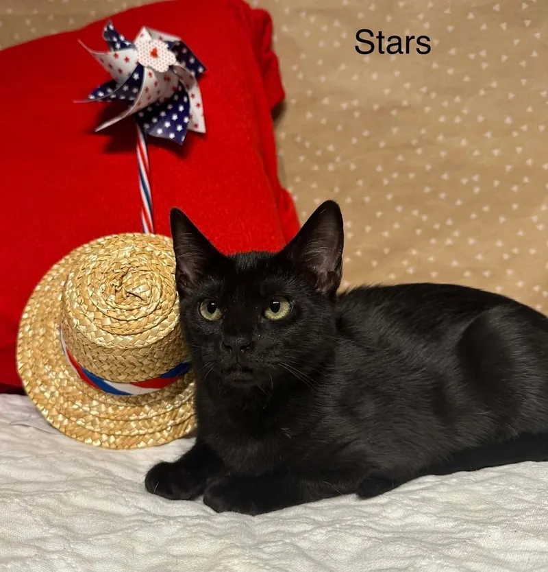 Stars