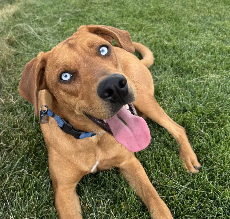 An adult large-sized male Rhodesian Ridgeback dog named Zucchini for adoption in Evergreen, CO