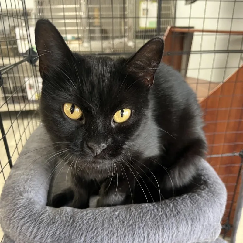 An adult medium-sized female Domestic Short Hair cat named Luna for adoption in Crookston, MN