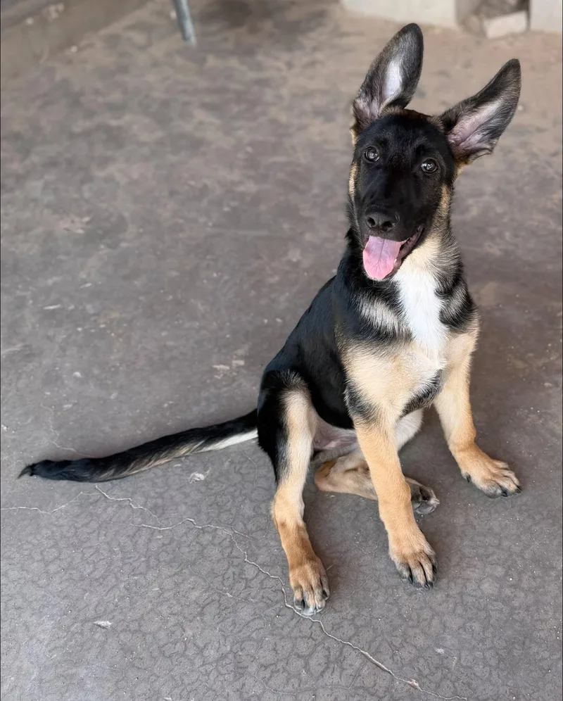 A young large-sized female German Shepherd Dog dog named Rogue for adoption in Tucson, AZ