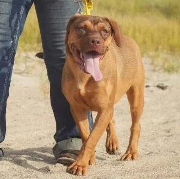 A young medium-sized female Red / Chestnut / Orange Mixed Breed dog named Thelma for adoption in Fernandina Beach, FL