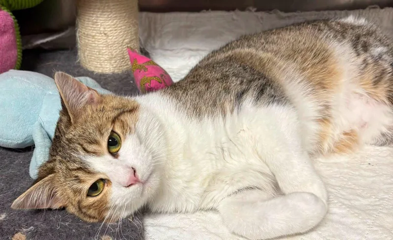 A young medium-sized male Domestic Short Hair cat named Scampi for adoption in Dalzell, IL