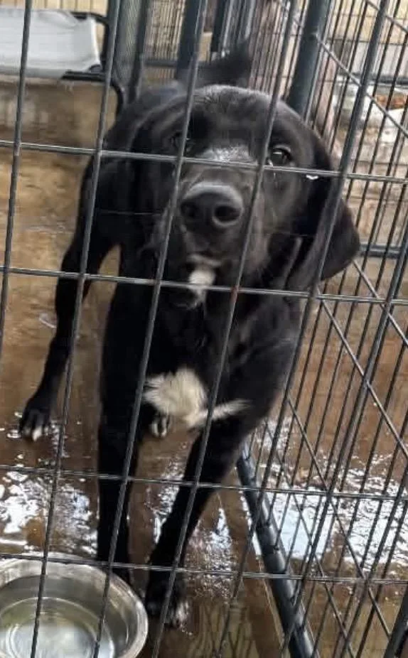 Jett  Black Lab