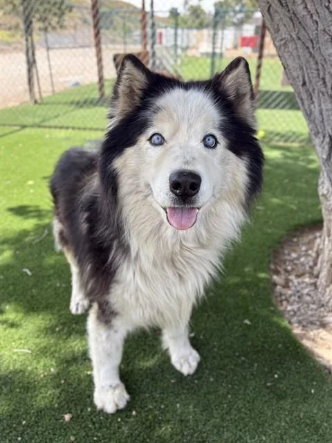 An adult medium-sized male Alaskan Malamute dog named Cub for adoption in Castaic, CA