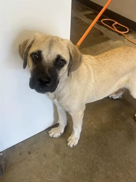 A baby small-sized male Anatolian Shepherd dog named Rocket for adoption in Ontario, CA