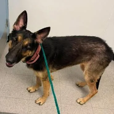 A senior medium-sized female Australian Shepherd dog named Misty for adoption in Bastrop, TX