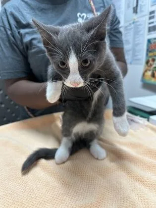 A baby medium-sized male Domestic Short Hair cat named Rocket for adoption in Sacramento, CA