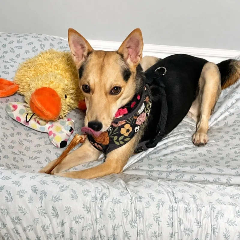 A young small-sized female Yellow / Tan / Blond / Fawn Shiba Inu dog named Tiff for adoption in New Orleans, LA