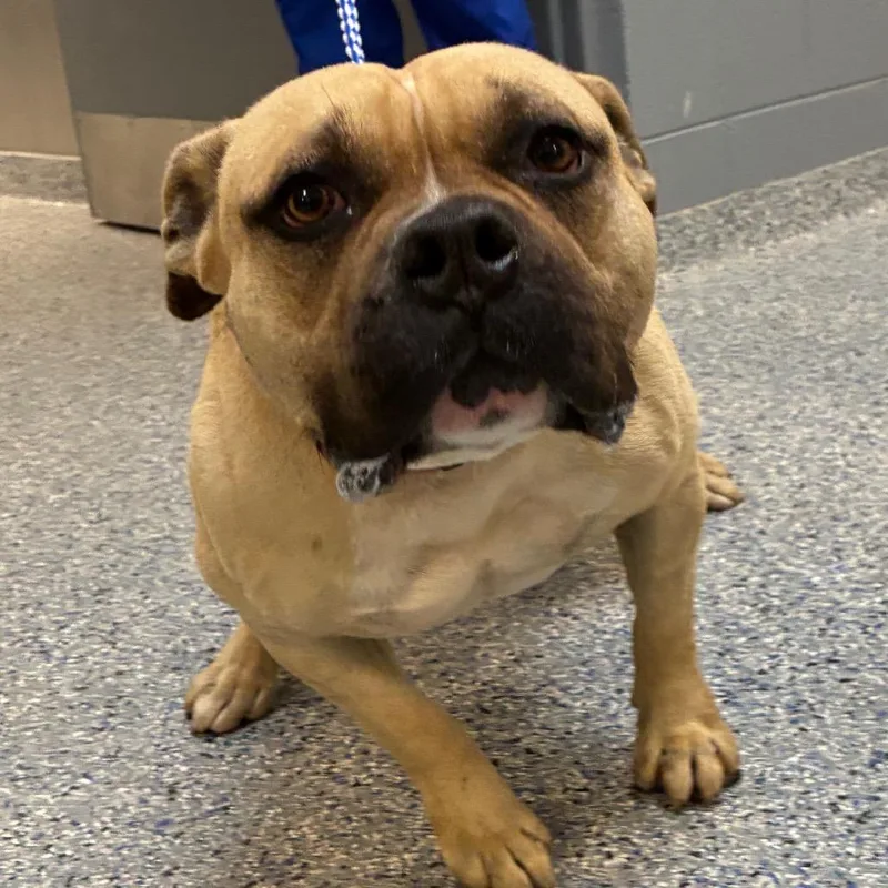 An adult medium-sized male Yellow / Tan / Blond / Fawn English Bulldog dog named Kane for adoption in Greenville, SC