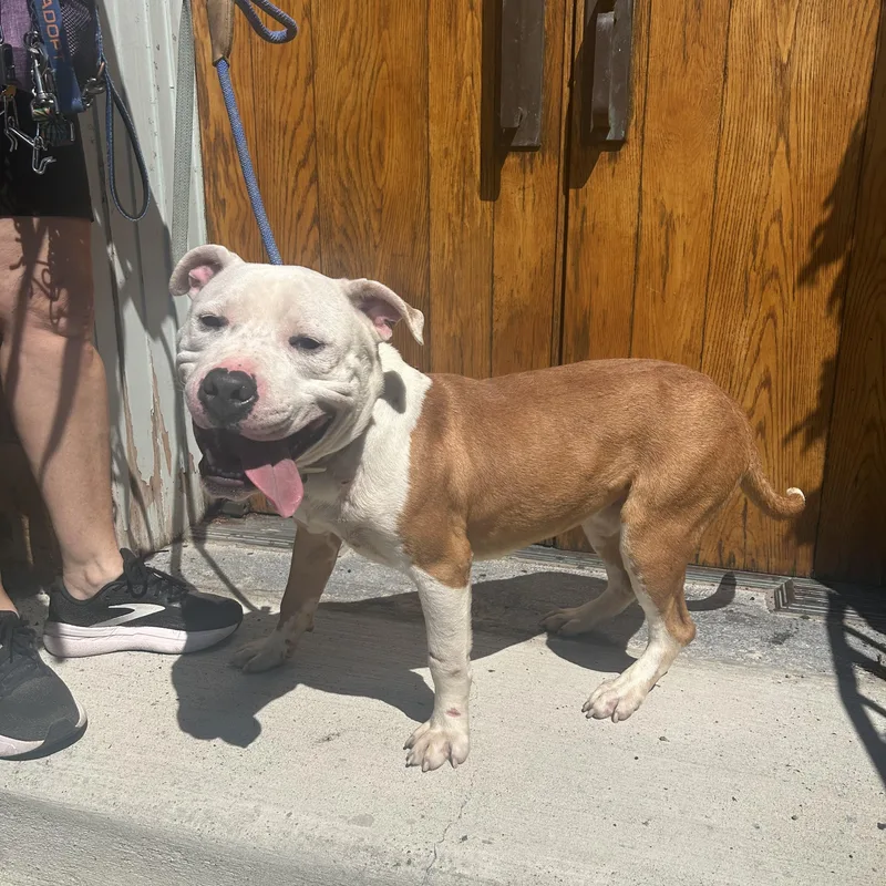 A young medium-sized male White / Cream Pit Bull Terrier dog named Cannon Ball for adoption in Buffalo, NY
