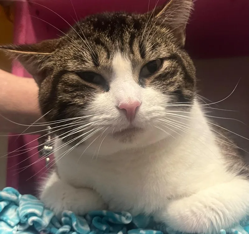 A young medium-sized male Domestic Short Hair cat named Achilles for adoption in Saginaw, MI