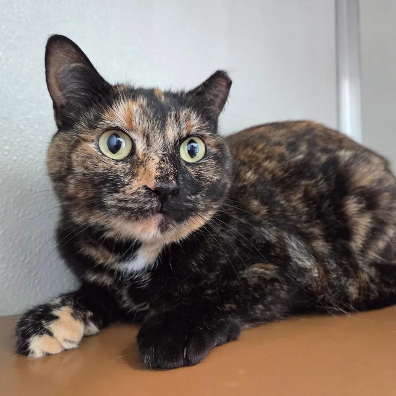 An adult medium-sized female Tortoiseshell Domestic Short Hair cat named Autumn for adoption in Chattanooga, TN