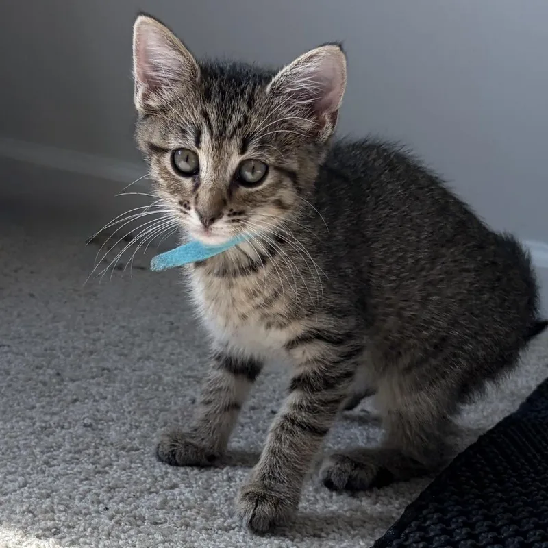 A baby medium-sized male Tabby (Brown / Chocolate) Domestic Short Hair cat named Magnus for adoption in Murfreesboro, TN