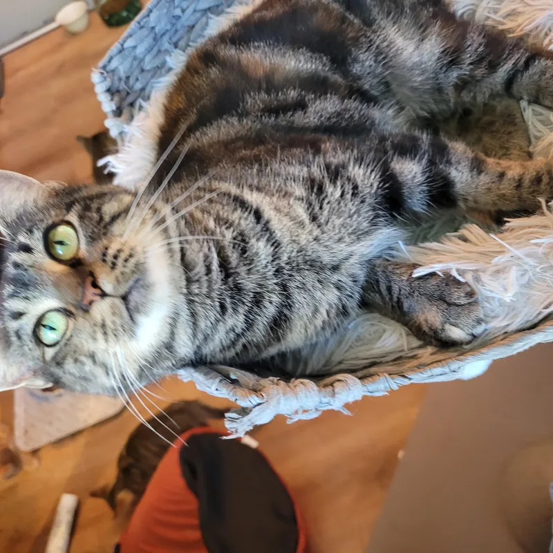 A young medium-sized female Tabby (Tiger Striped) Domestic Short Hair cat named Meeps for adoption in Whitestown, IN