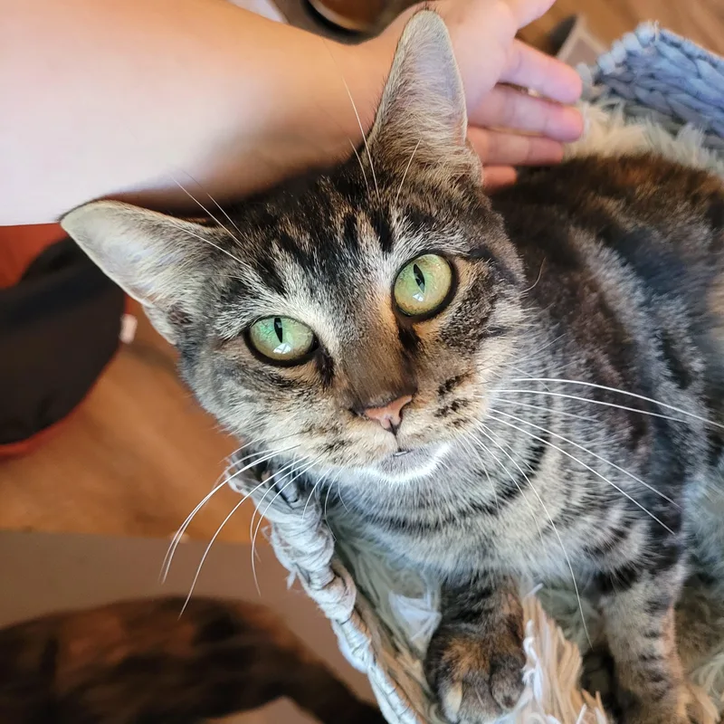 Meeps thumbnail 4