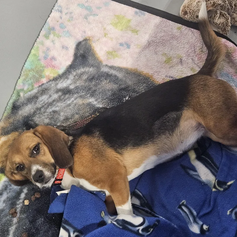 A young small-sized female Tricolor (Brown, Black, & White) Beagle dog named Mabel for adoption in Kalamazoo, MI