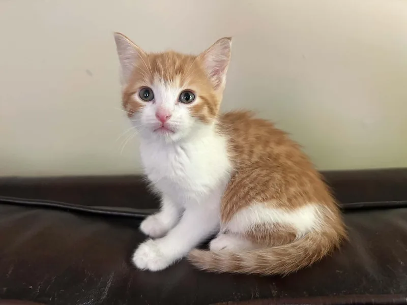 A baby medium-sized female Orange & White Domestic Short Hair cat named Zoey for adoption in Wading River, NY