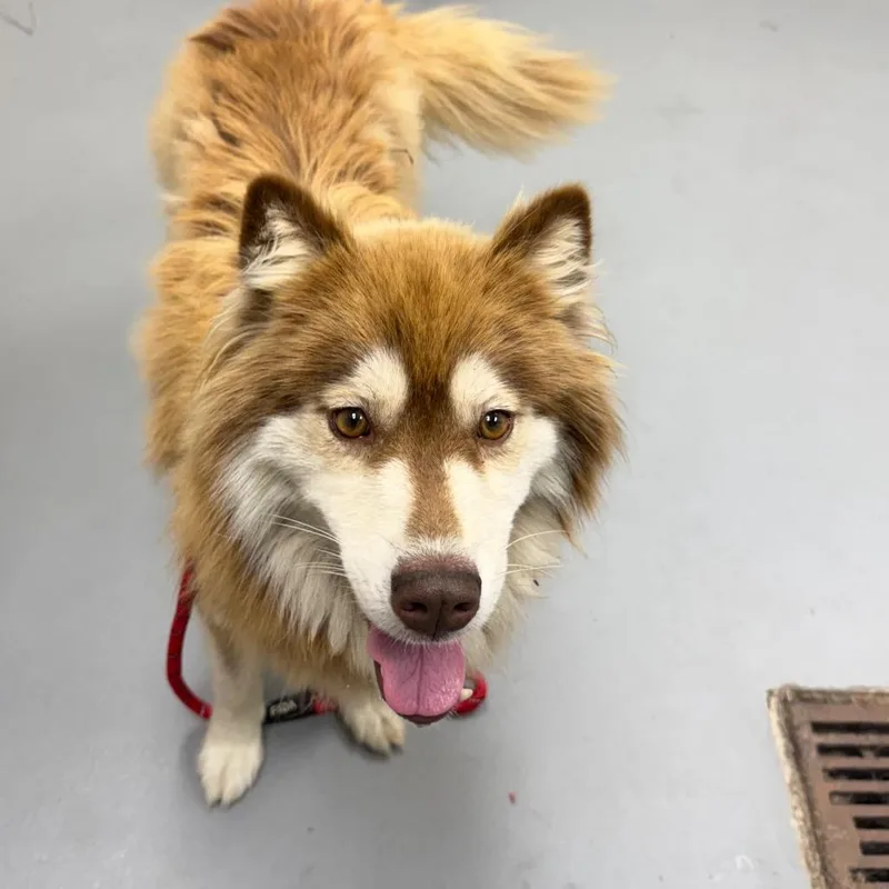 An adult medium-sized female Yellow / Tan / Blond / Fawn Mixed Breed dog named Straycommanderdrive for adoption in Columbus, GA
